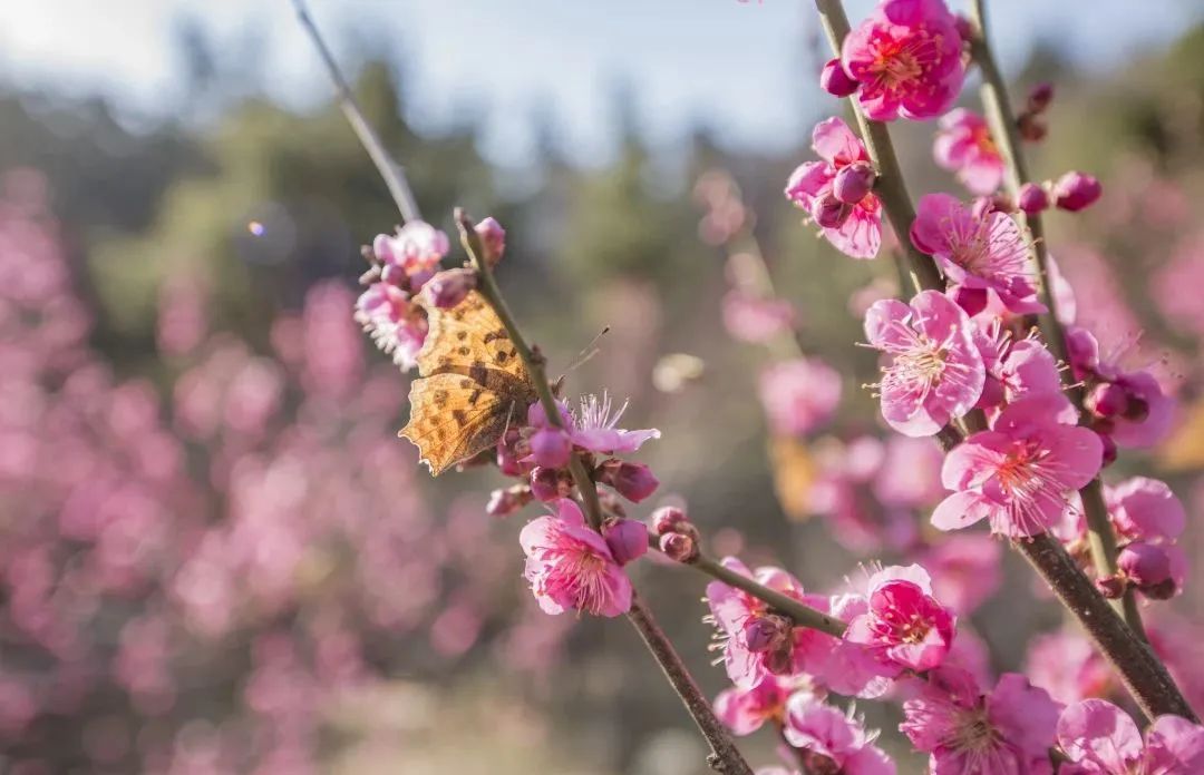 天蒙山门票团购,天蒙山花海节