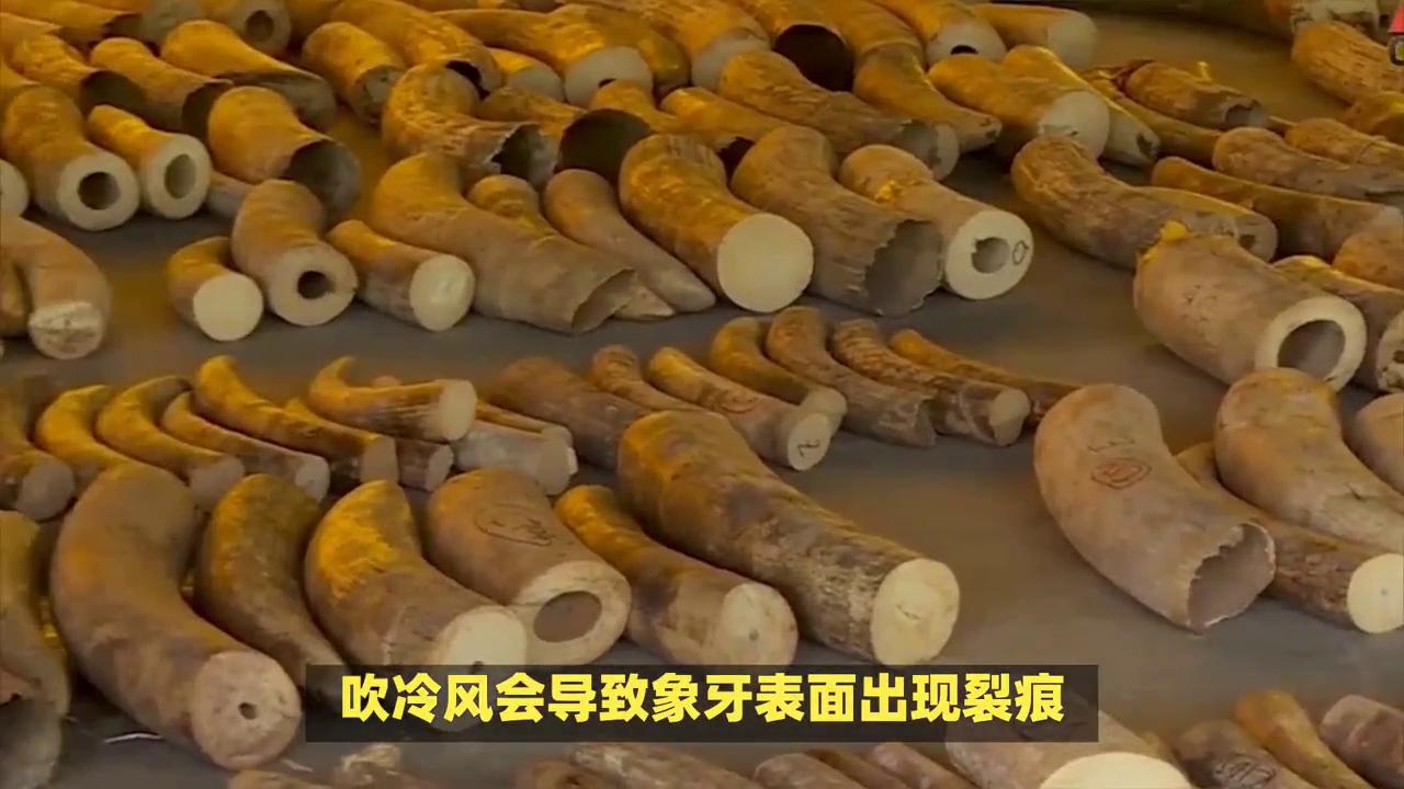 猛犸象牙正确保养方法,猛犸象牙戴了好吗