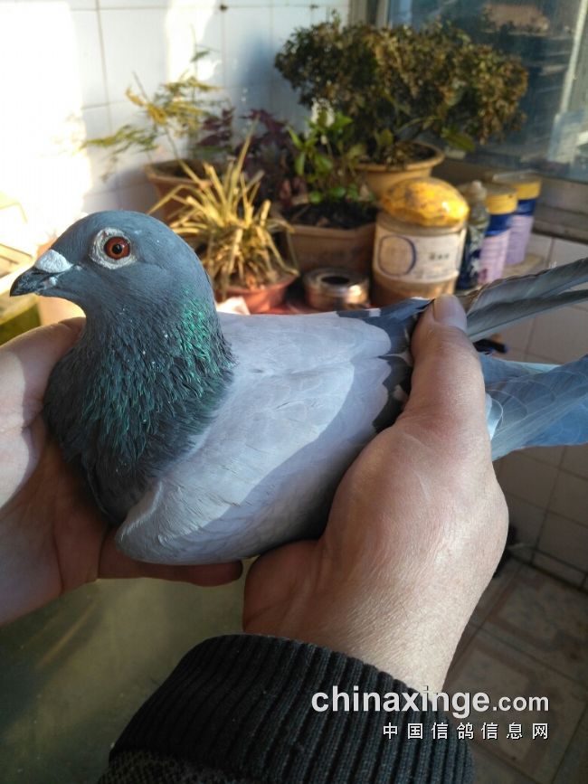 宁镇扬大赛,宁镇扬足球邀请赛