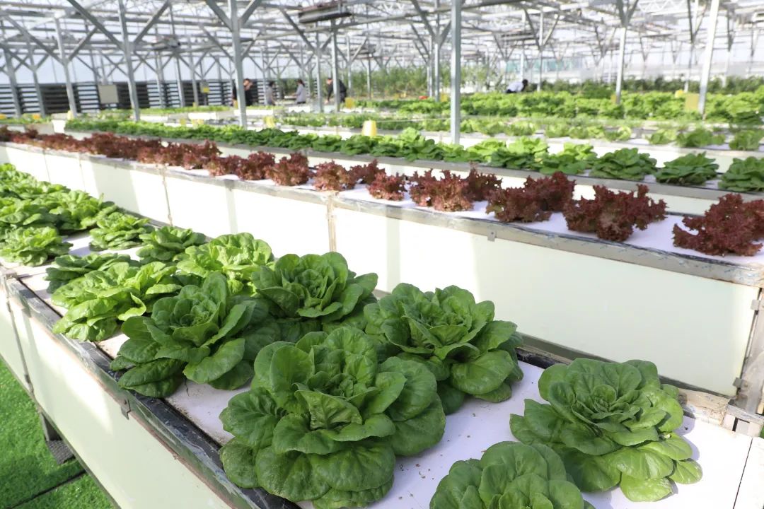 乡村振兴十二师,农旅一体化乡村振兴