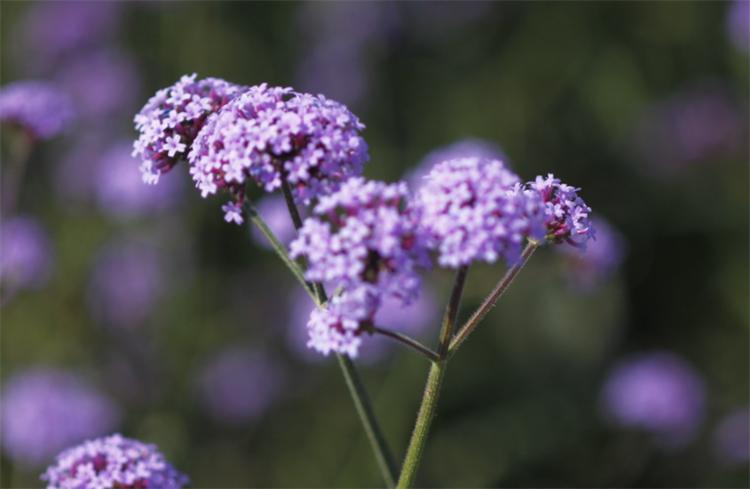 这种野马鞭草，在亚欧大陆均有分布，美似薰衣草，关注的人却不多