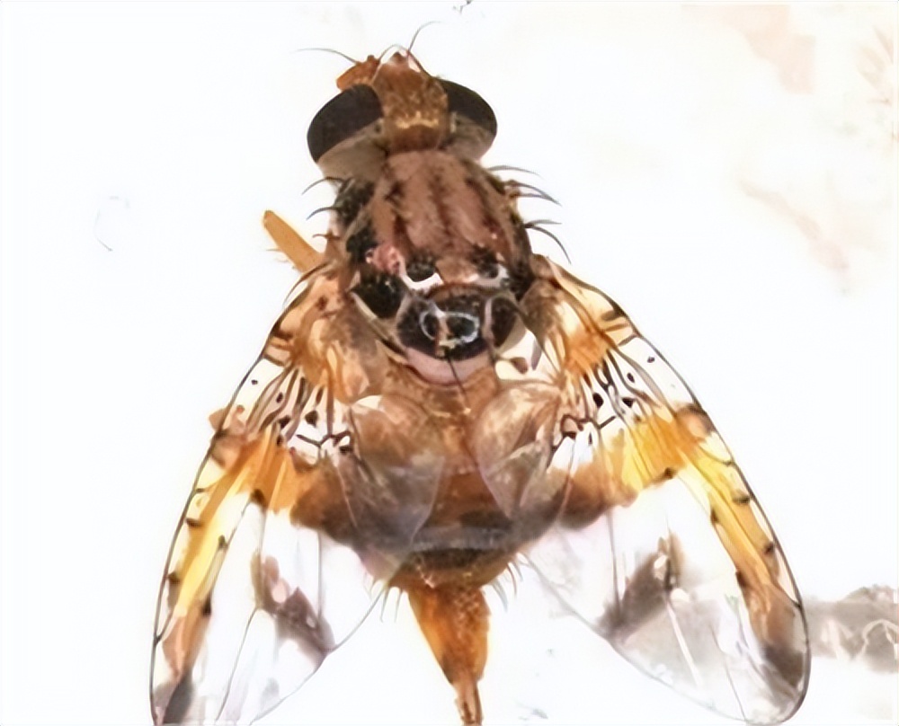 进口水果检疫需要哪些材料,进口农产品检疫规定