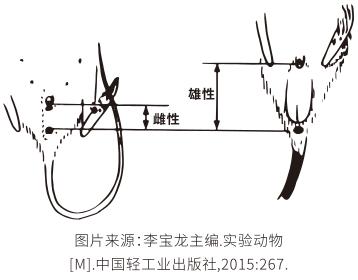 让我看看，还有谁不知道怎么判断大小鼠性别及是否怀孕？