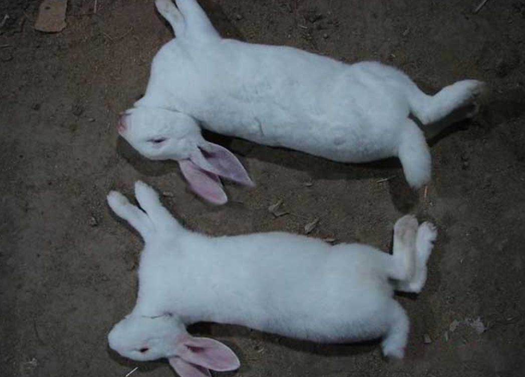 兔肉为什么没能成为主要肉食,吃草为何可以长肉