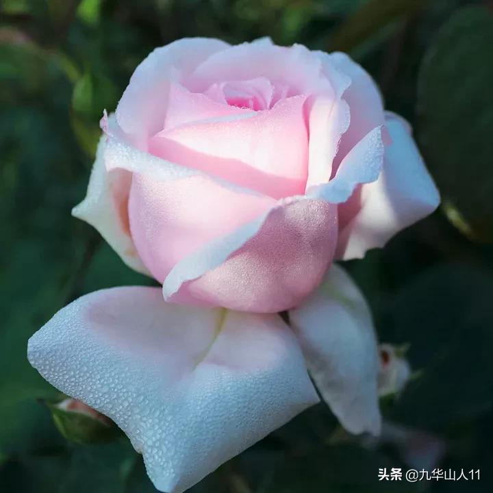 20cm大花重瓣月季品种,黄颜色大花月季是什么品种