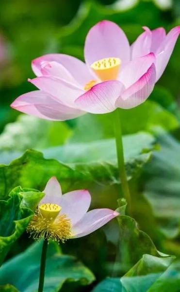 漂亮美丽的荷花壁纸,雨中荷花壁纸荣盛城