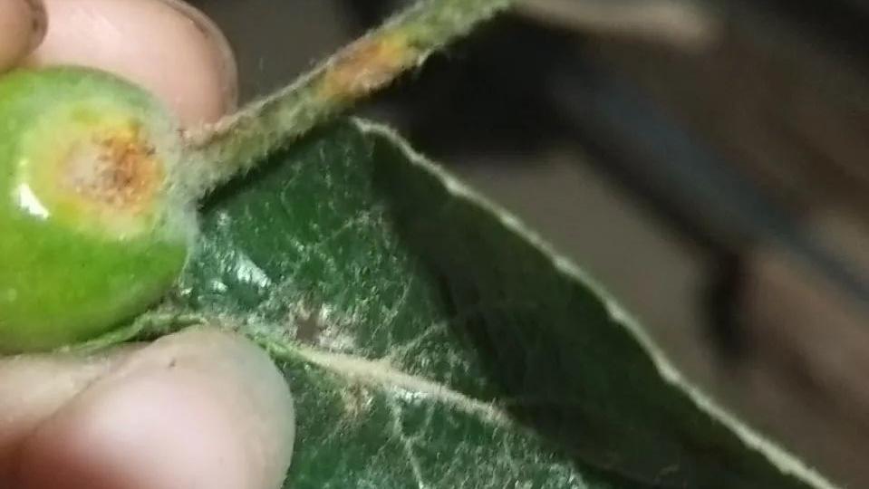 苹果树枝上长白毛怎么治疗,苹果叶子上长羊胡子怎么办