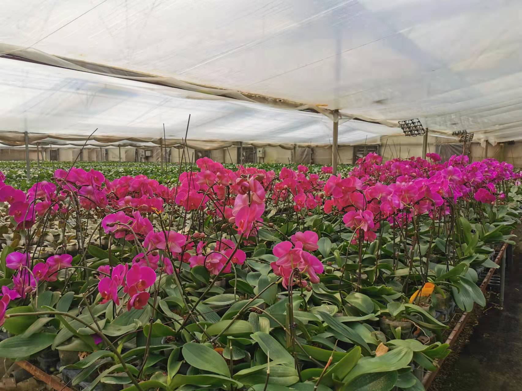 85后女性创业项目,85后女子创业