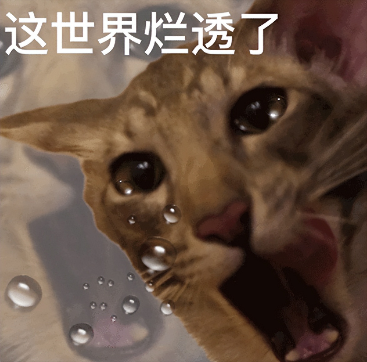 擦边网大拍这么烂，没救了