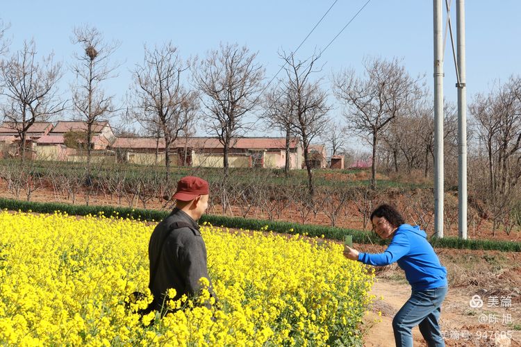 渑池孟村：油菜花儿香，蜜蜂采蜜忙