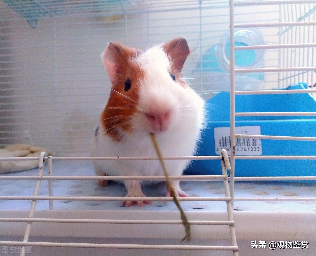 适合新手养的宠物荷兰猪吃什么,荷兰猪最好的生活习性