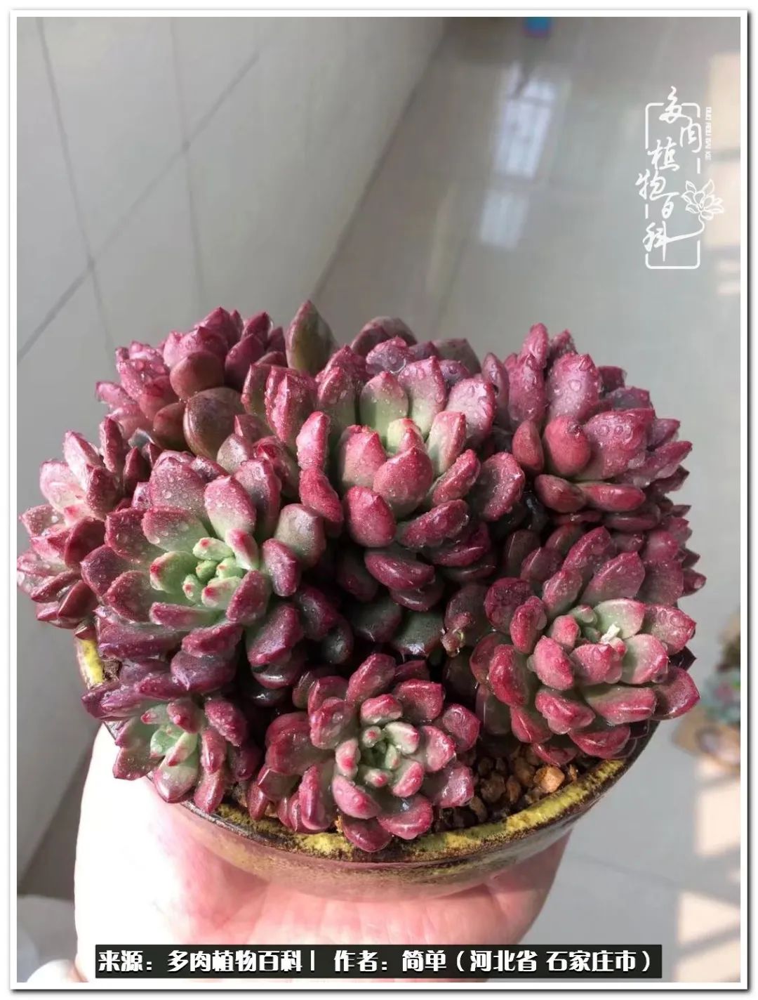 自从养了多肉以后视频,养多肉治愈生活中的疲惫和琐碎