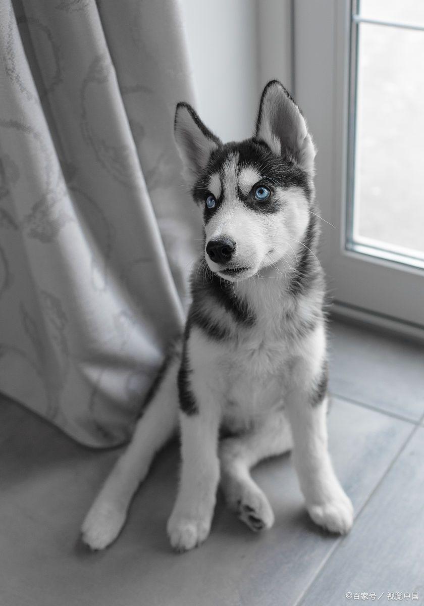 闷烧哈士奇的解说,哈士奇的介绍说明文