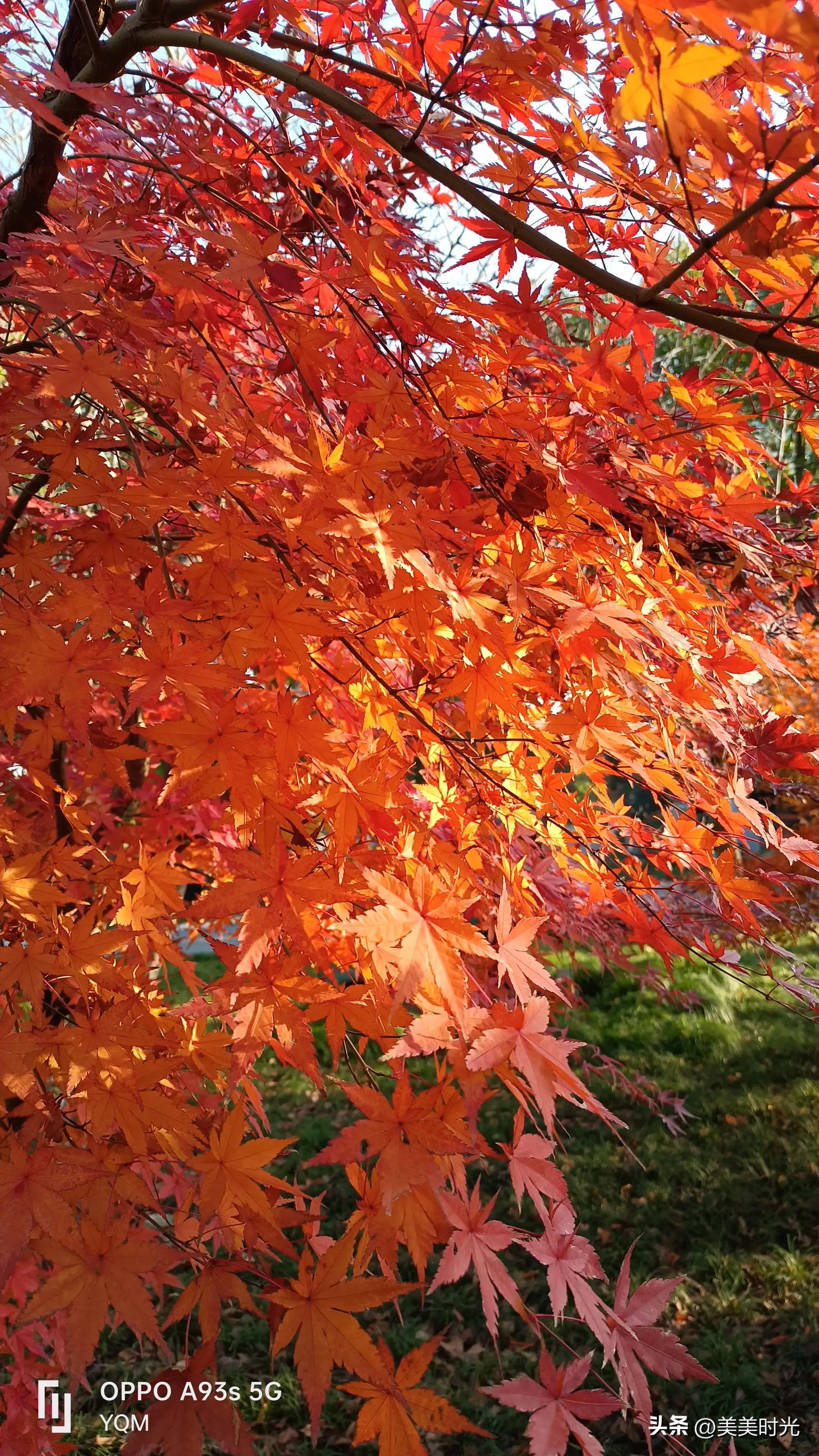 红枫在什么季节最好看,红枫红了的季节