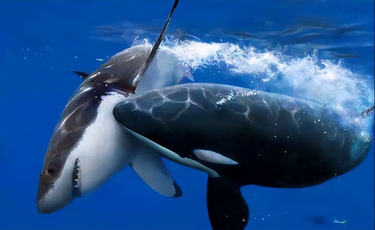 潜水员被鲸鱼吞下如何出来,穿潜水服被鲸鱼吞下该如何自救