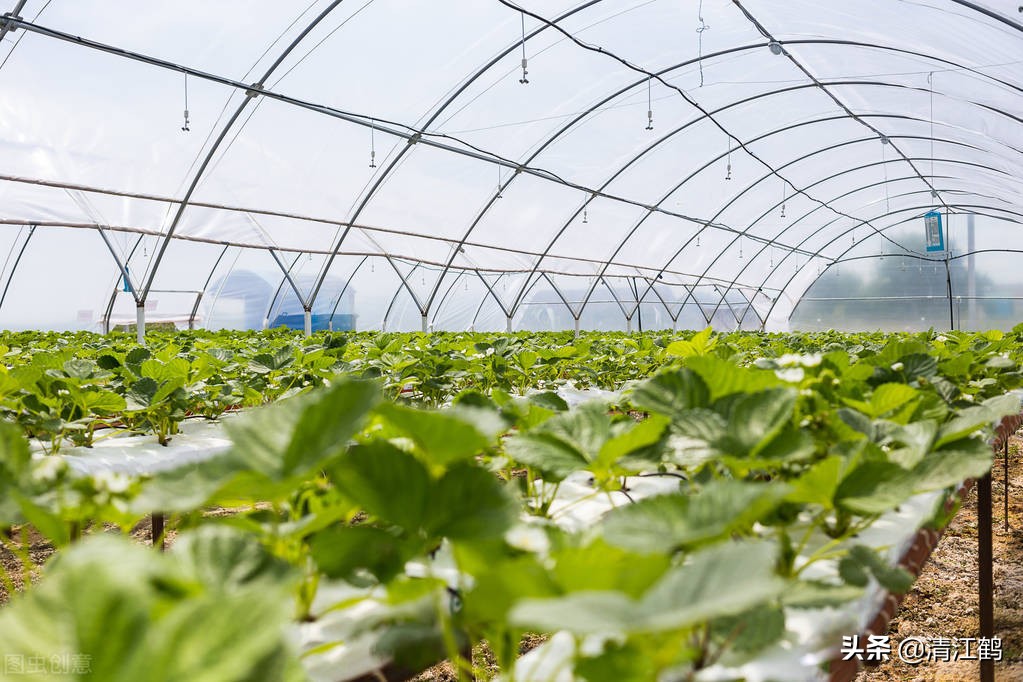 作物种植重茬怎么办,农田重茬怎样防治