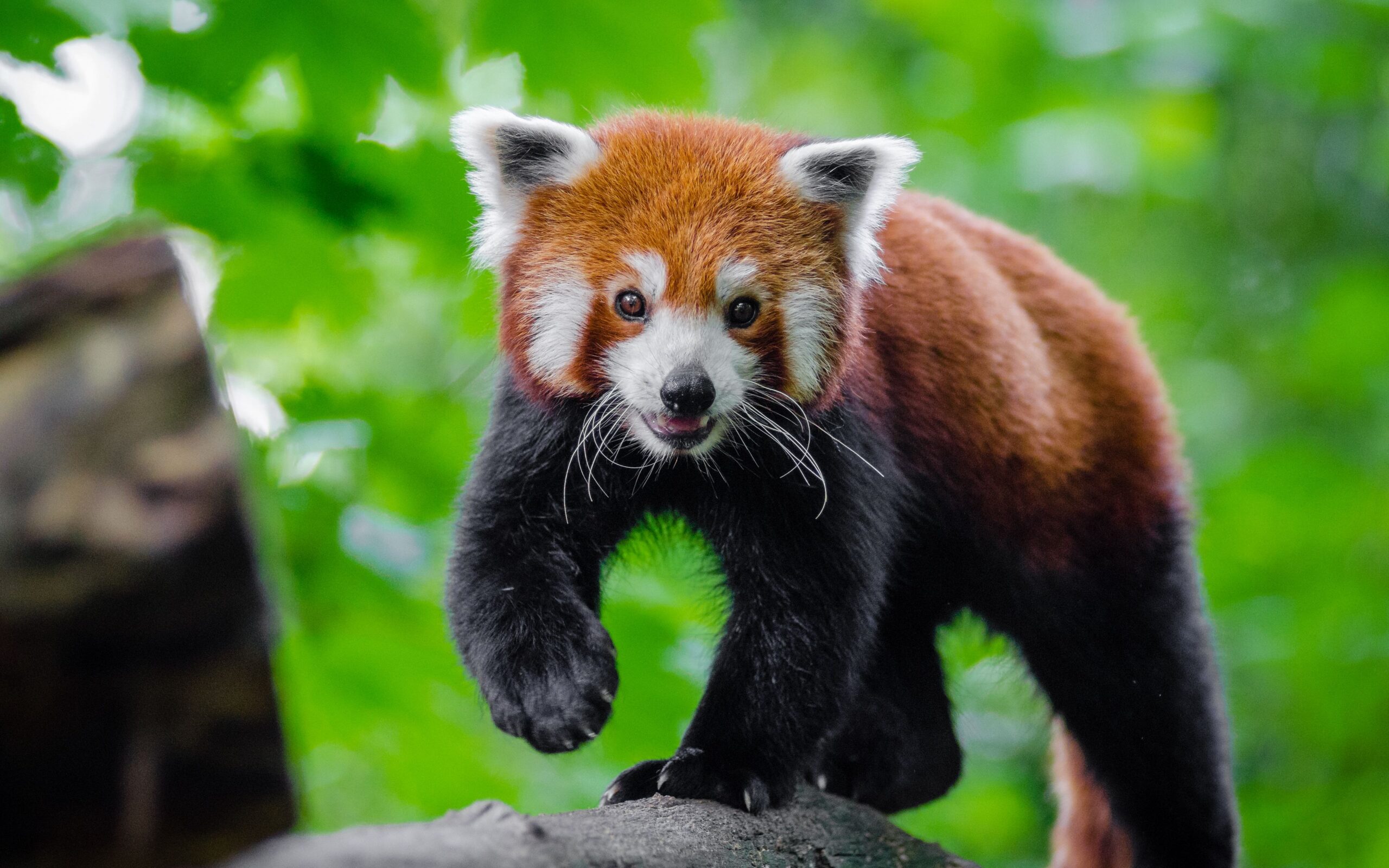 世界上最可爱的动物排名,世界上最可爱的动物宝宝