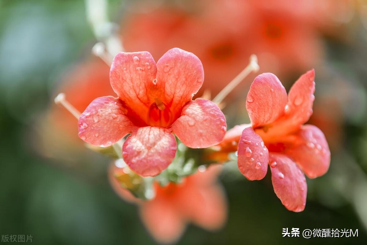 推荐10种最适合夏天养的花,君子兰开花时夏天几天浇一次水