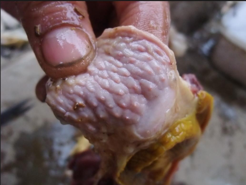 鸭副粘病毒病的特征,鸭副粘病毒和鸭瘟的区别