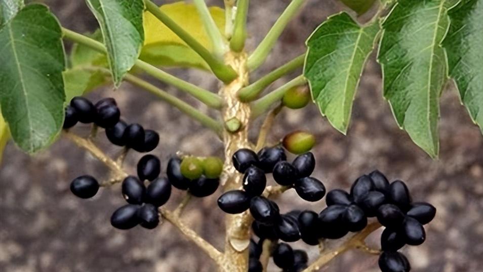 鸦胆子可以用来治疗尖锐湿疣吗？