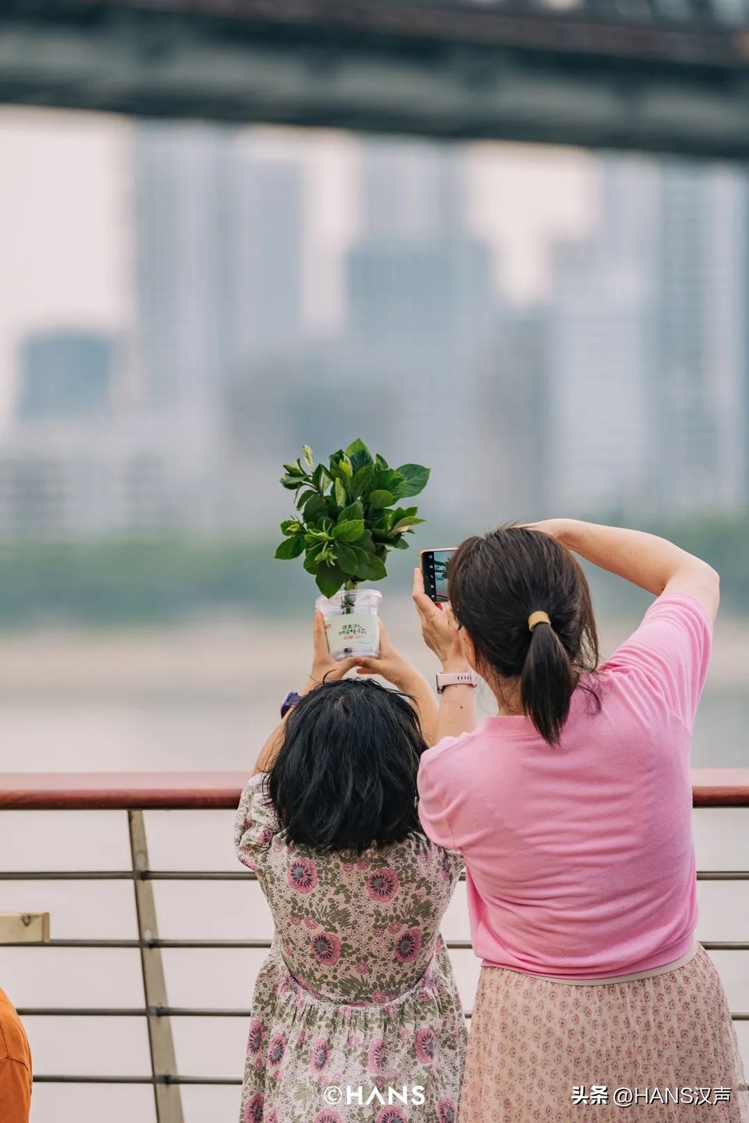 武汉一万朵栀子花,武汉人栀子花