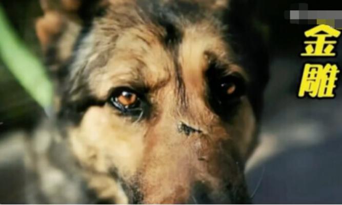 汶川地震67只搜救犬全部离世,汶川地震的67只搜救犬