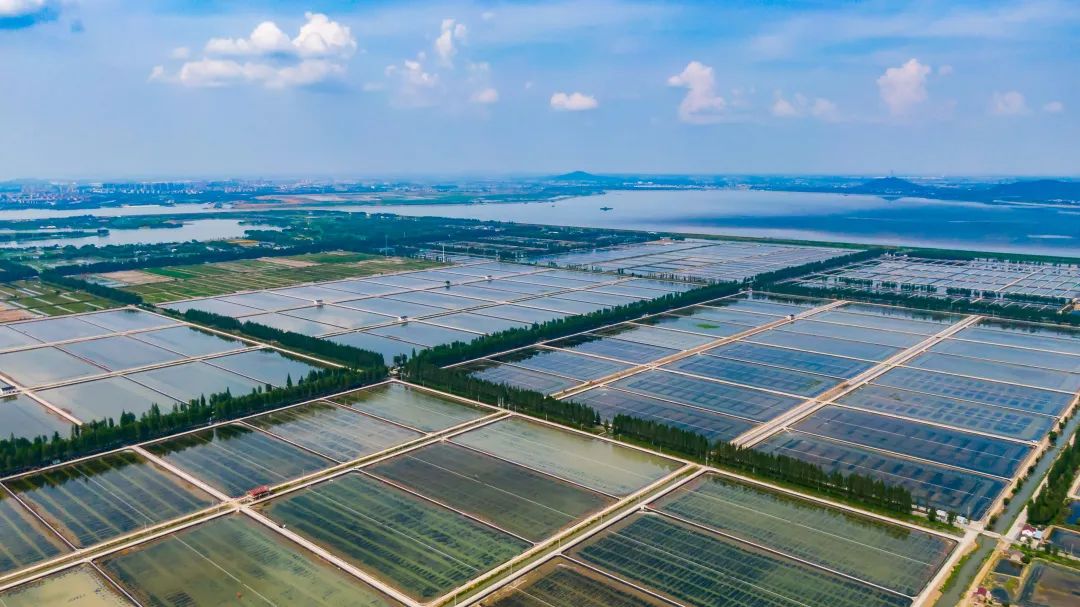 相约金秋“蟹”逅高淳|固城湖的“横行介士”来啦！