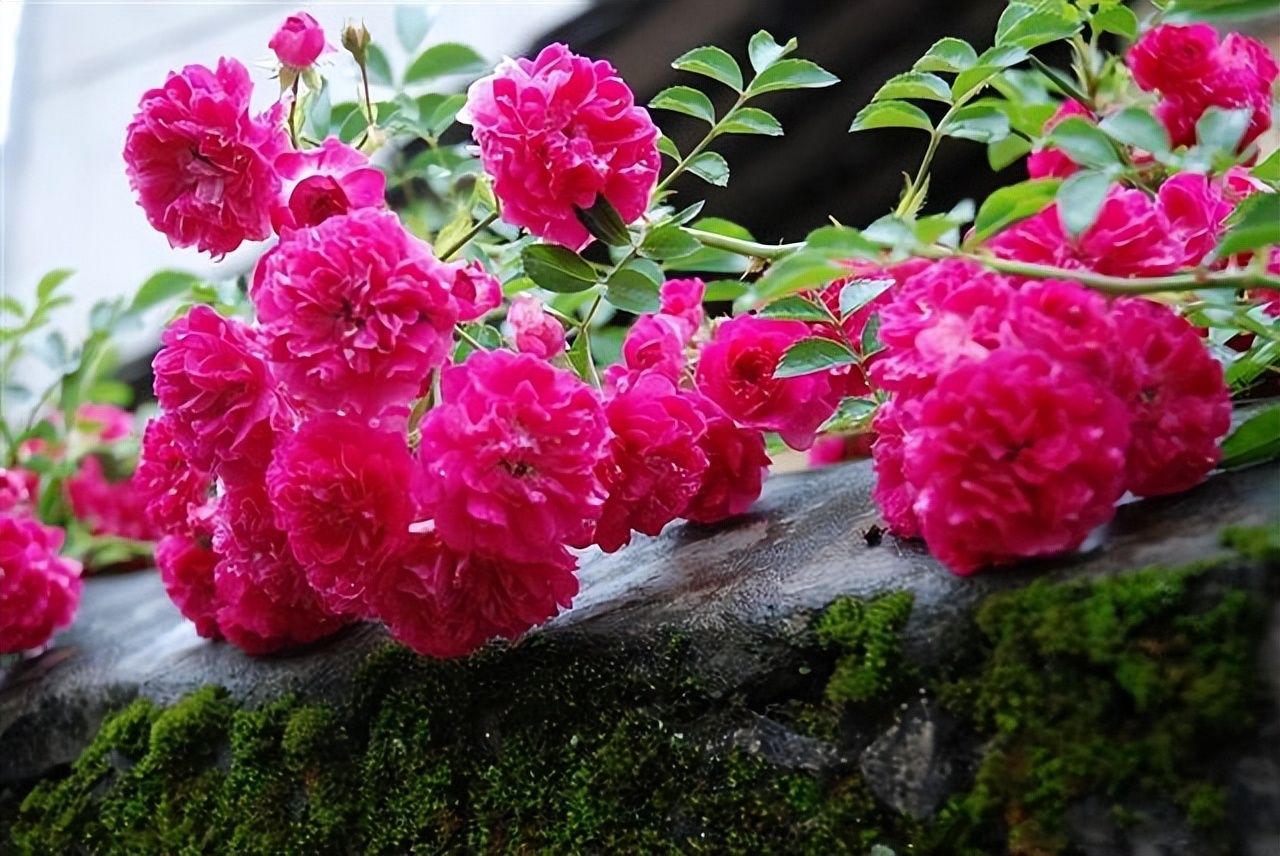 甜蜜红木香与四季红木香哪个好养,红木香什么品种最好养殖