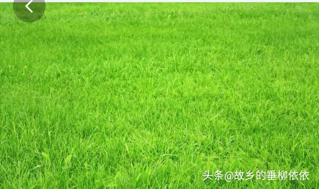 追牛族牛仔骨,追击者32集全集免费