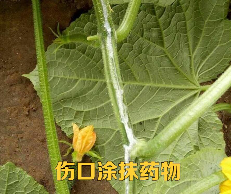 蔬菜根腐病打什么药,蔬菜地里根腐病如何治
