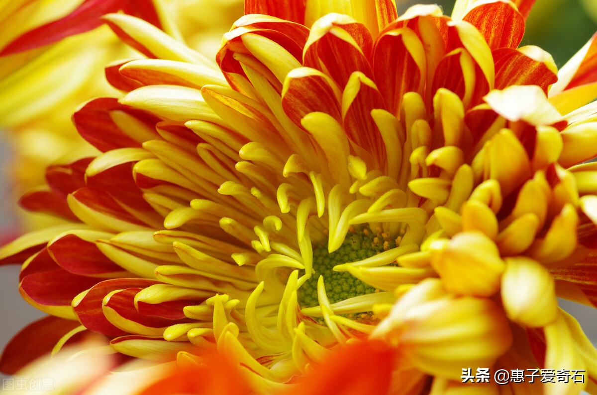 赞美花中四君子的古诗有哪些,赞美花中四君子的诗句