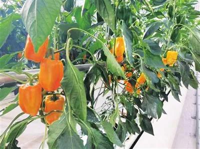 泥屯镇思西村温室绿意浓增收前景好