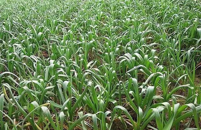 大蒜天然抗生素健康守护神,大蒜最佳高产药