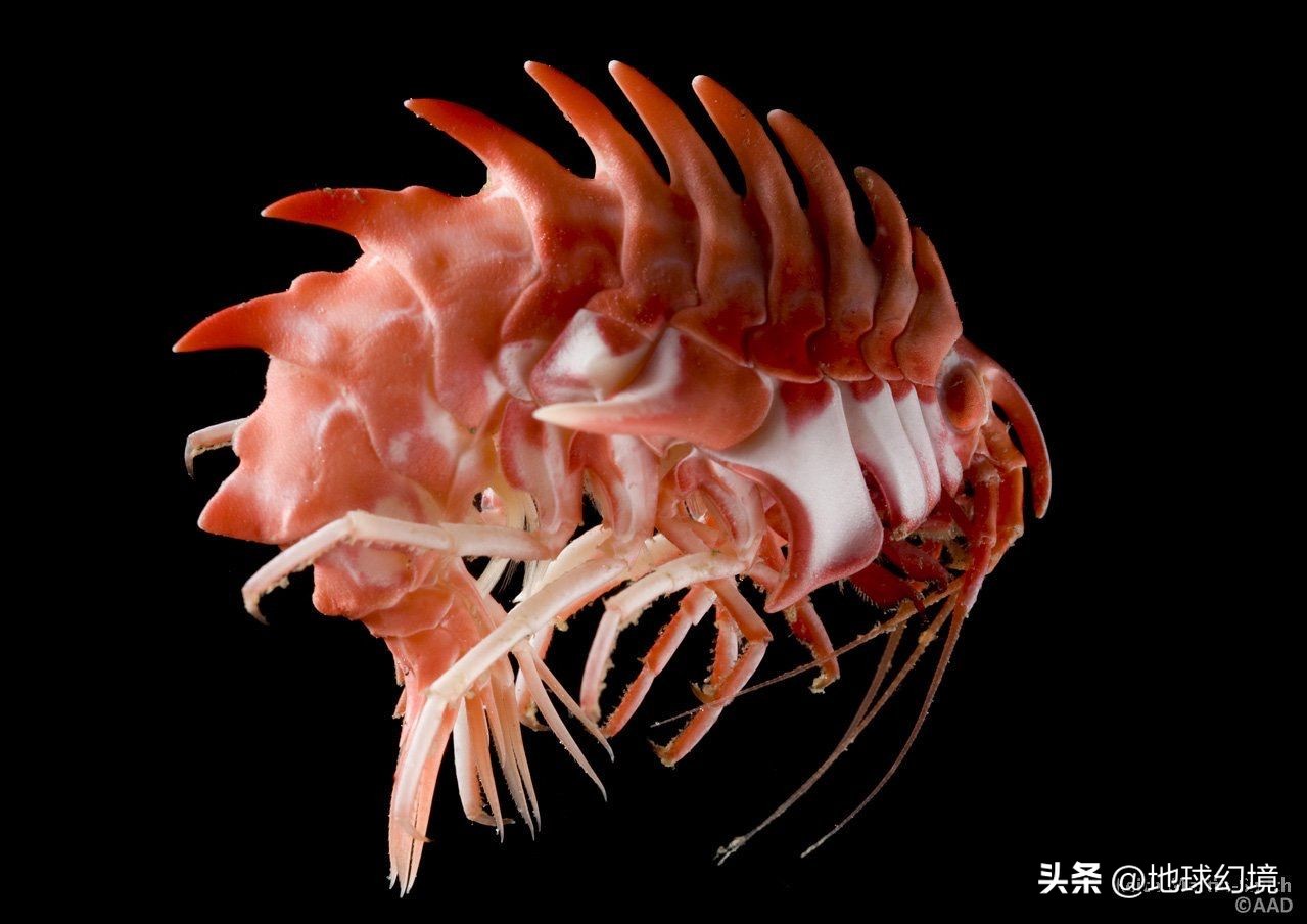 十大深海神秘巨型生物图片,天空拍到的像水母生物图