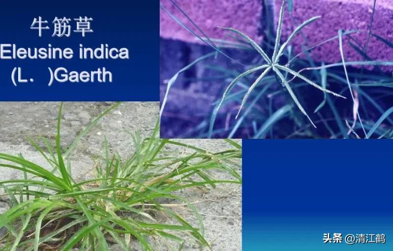 怎样解决除草剂对树的危害,十大恶性杂草除草方案