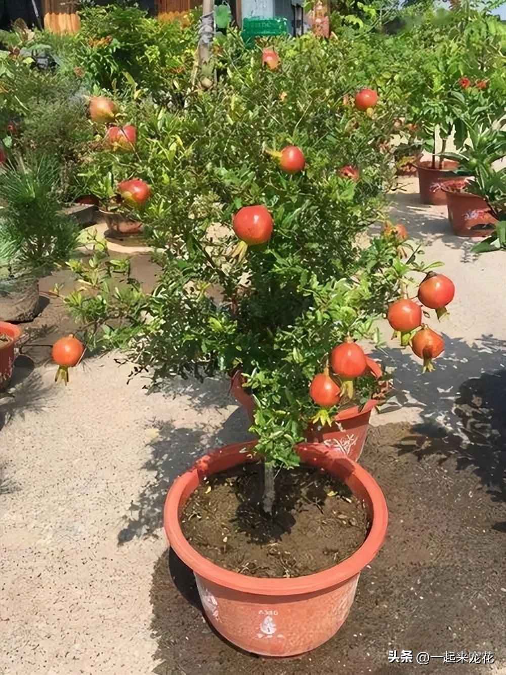 客厅种什么树风水最好,家中适合种的五种树