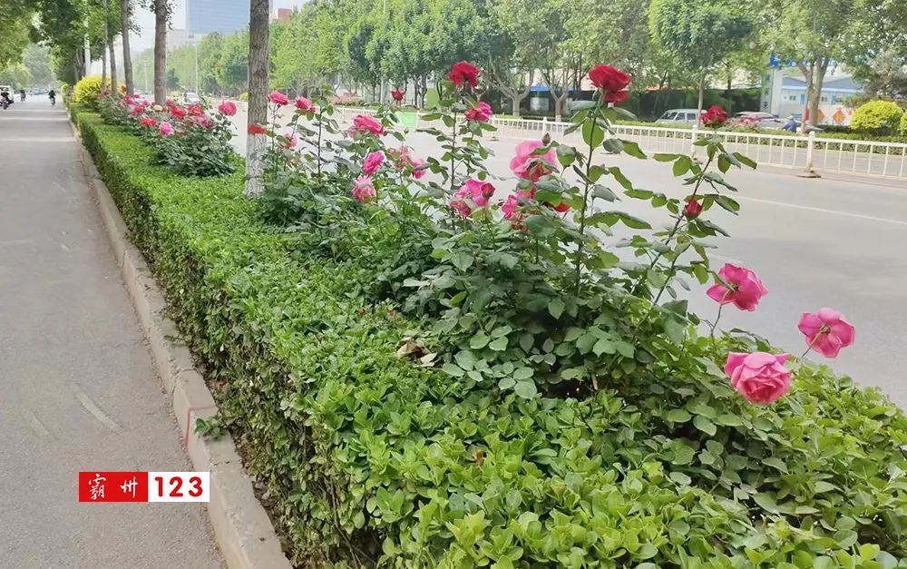 霸州美景,霸州风景如画