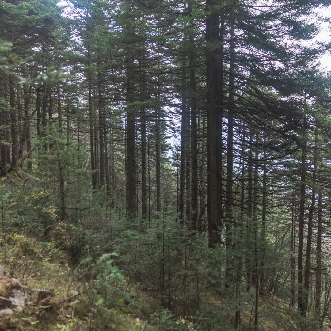 登太白山感受,太白山景区登顶拔仙台