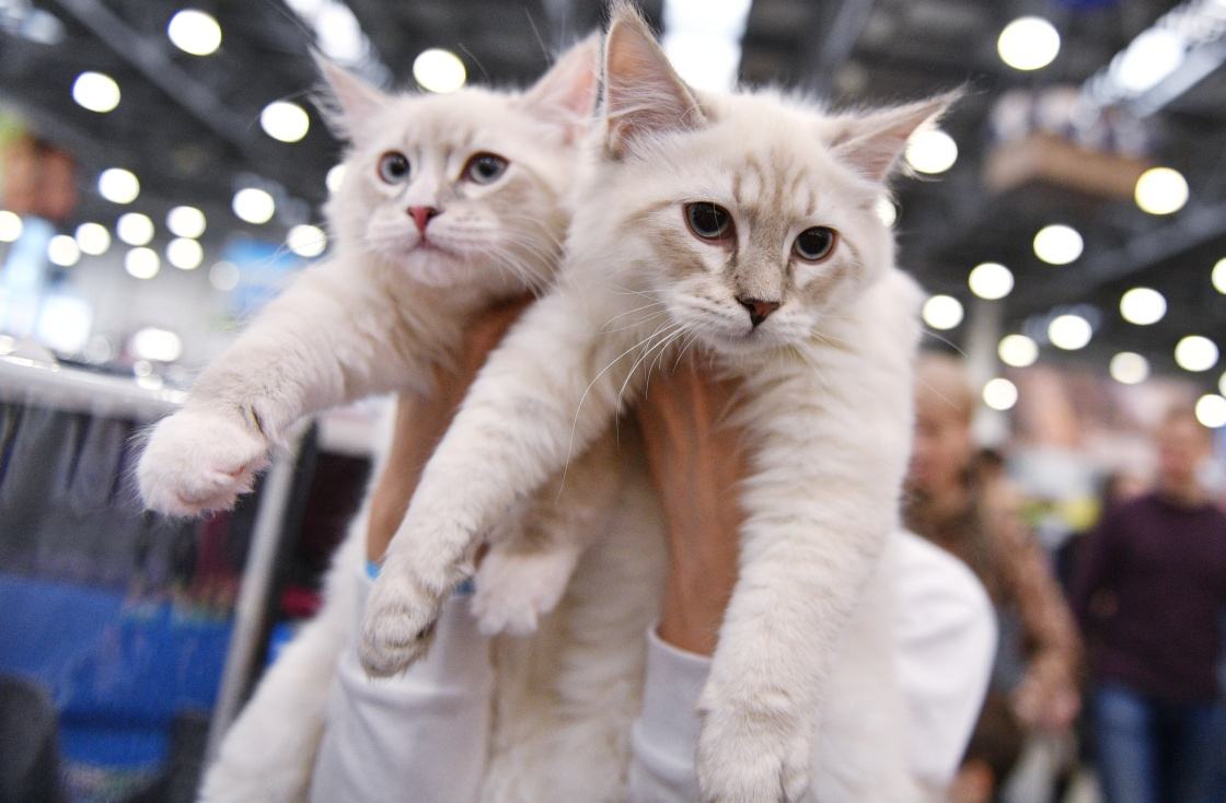 为什么老人都说家里不能养两只猫,十大不适合家养的猫