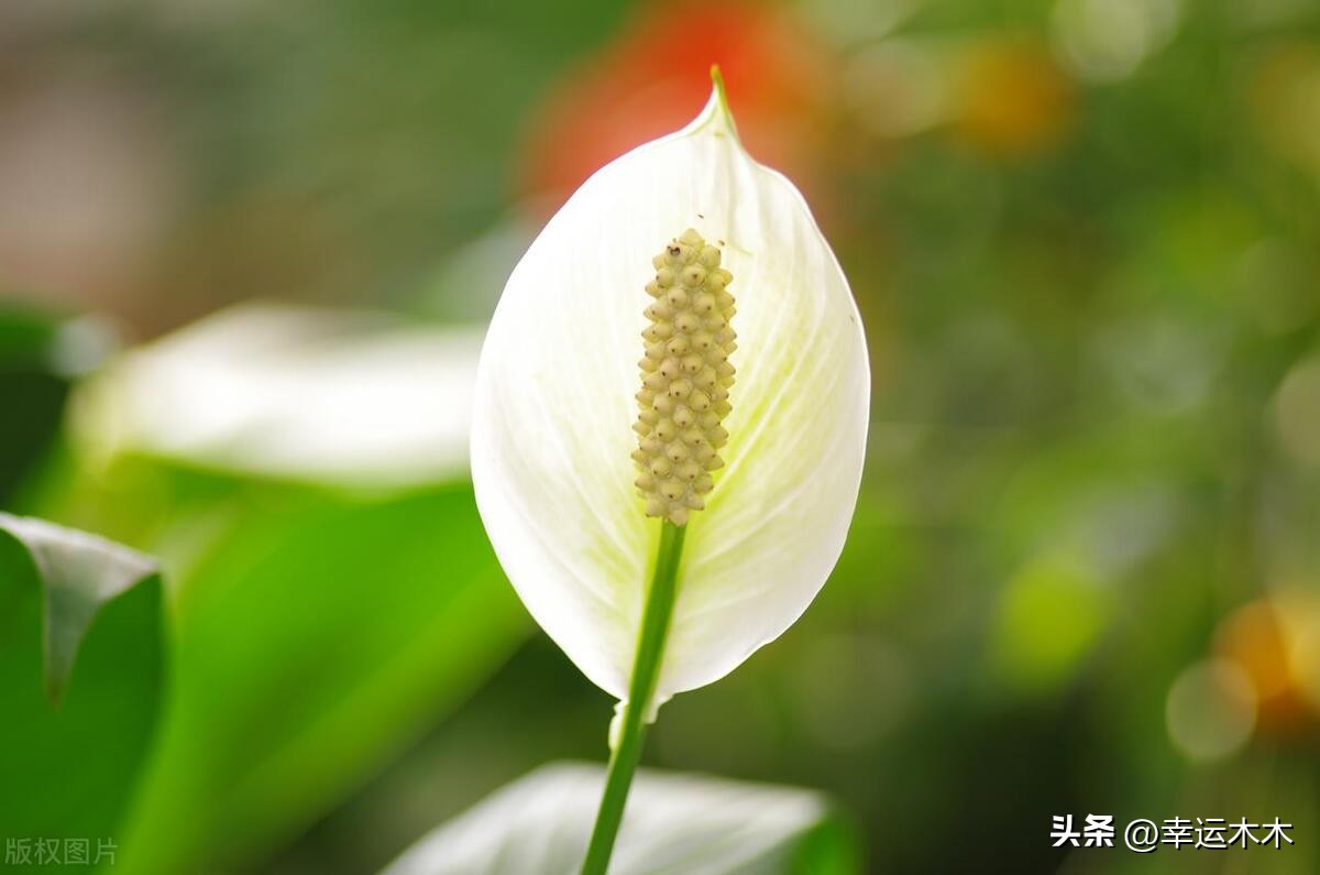 招财旺宅盆栽鸿运当头,绿植鸿运当头最宜摆放在什么位置