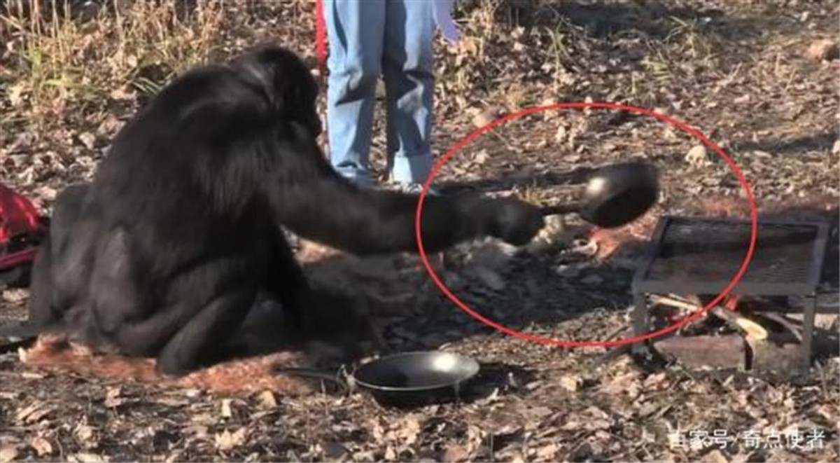 全球最聪明的十种动物,世界上最聪明的十种动物