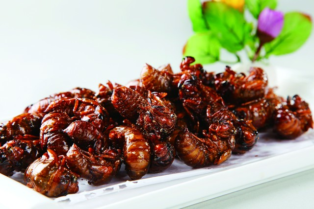 乡土散文:村庄的树