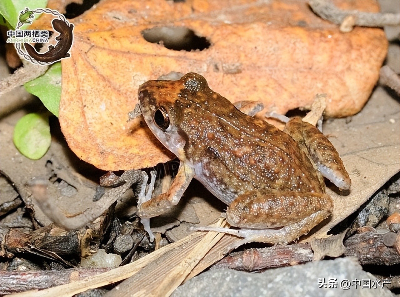 水生外来物种入侵防控工作方案,水生动物防疫