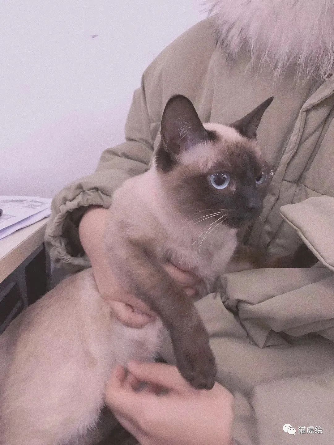 2022猫虎绘暑假手绘班招生简章「线上+线下」