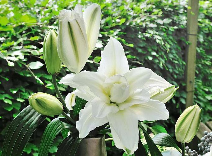 清香淡雅，香水百合的种植方法，以及养护技巧