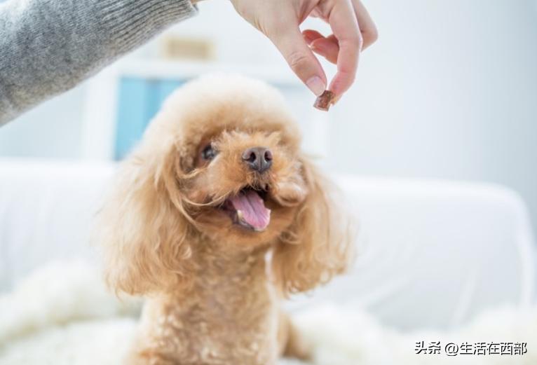 新到家狗狗怎么训练大小便,新宠狗狗到家怎么饲养