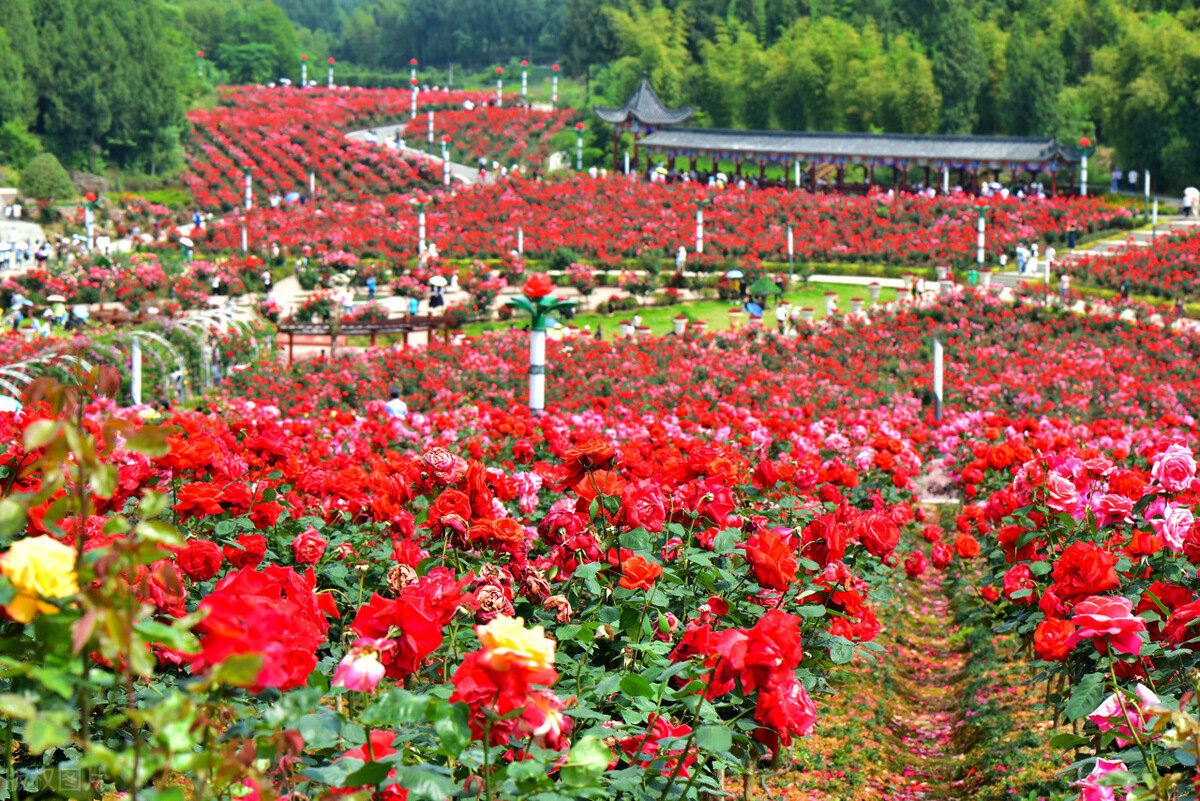 乡村振兴政策扶持项目有哪些,乡村振兴扶持的项目有哪些