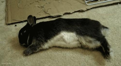 为什么有些兔子可以倒立行走,兔子居然还会练功