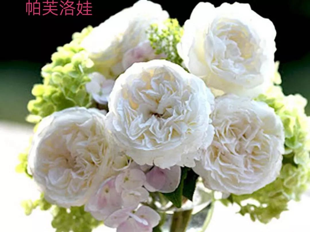 切花月季经典品种推荐,奥斯汀十大切花月季品种