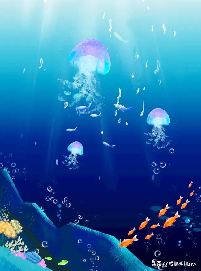 奇怪又美丽的水母,透明漂亮的水母